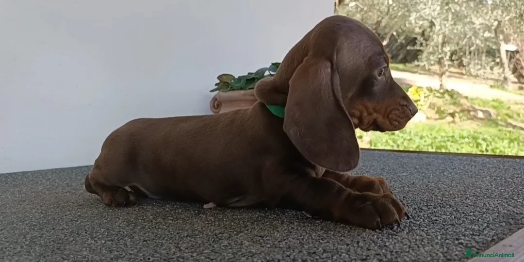 Bassotto cani in vendita: Cucciolo bassotto tedesco Pedigree - Annuncio 2