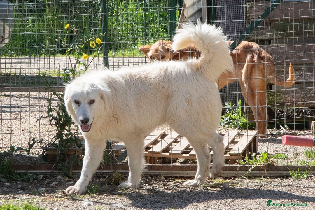 Meticcio cani in regalo: CORFU' CERCA FAMIGLIA a Città Metropolitana di Genova - Annuncio 3