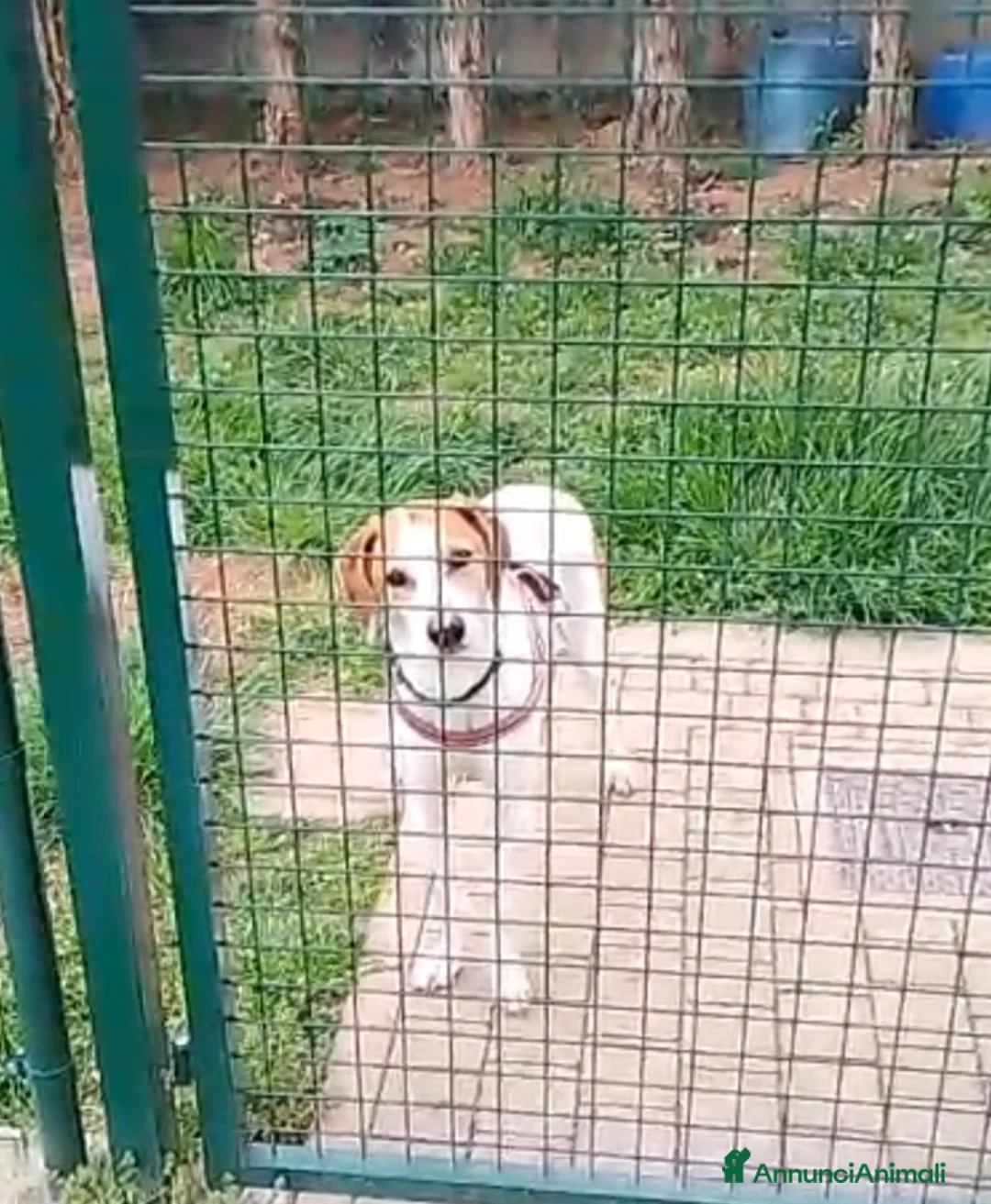 Meticcio cani in regalo: UNA FAMIGLIA PER CHICCO a Provincia di Varese - Annuncio 2