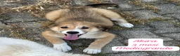 Meticcio cani in regalo: CUCCIOLI, NON HANNO CHIESTO DI NASCERE  a Provincia di Brescia - Annuncio 6