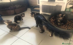 Maine Coon gatti in vendita: Cuccioli Maine Coon  - Immagine 11