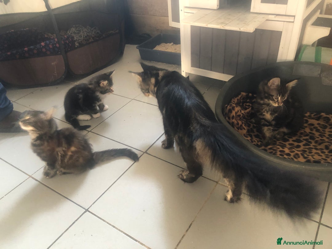 Maine Coon gatti in vendita: Cuccioli Maine Coon  - Immagine 11