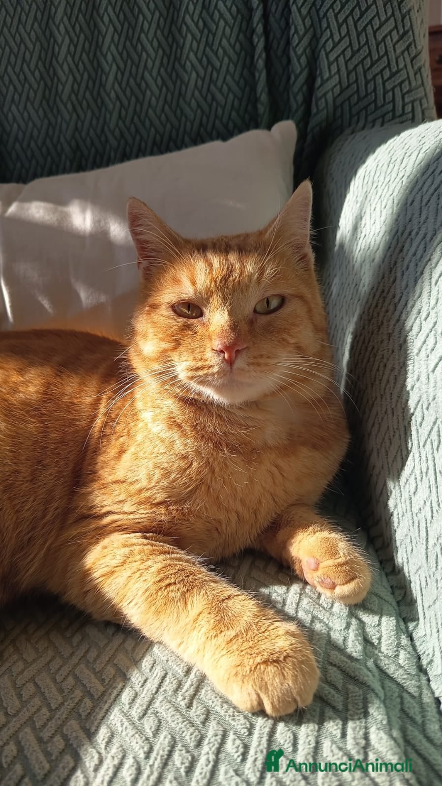 Meticcio gatti TEO, dolcissimo gatto rosso cerca casa - Annuncio 3