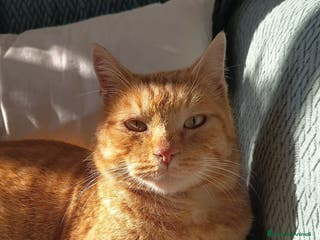 Meticcio gatti TEO, dolcissimo gatto rosso cerca casa - Annuncio 3