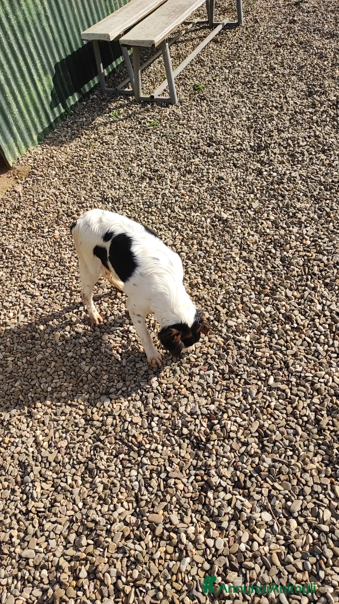 Altre razze cani in regalo: Regalo  - Annuncio 3