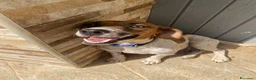 Jack Russell cani in vendita: Cuccioli Jack Russell cercano casa - Annuncio 15