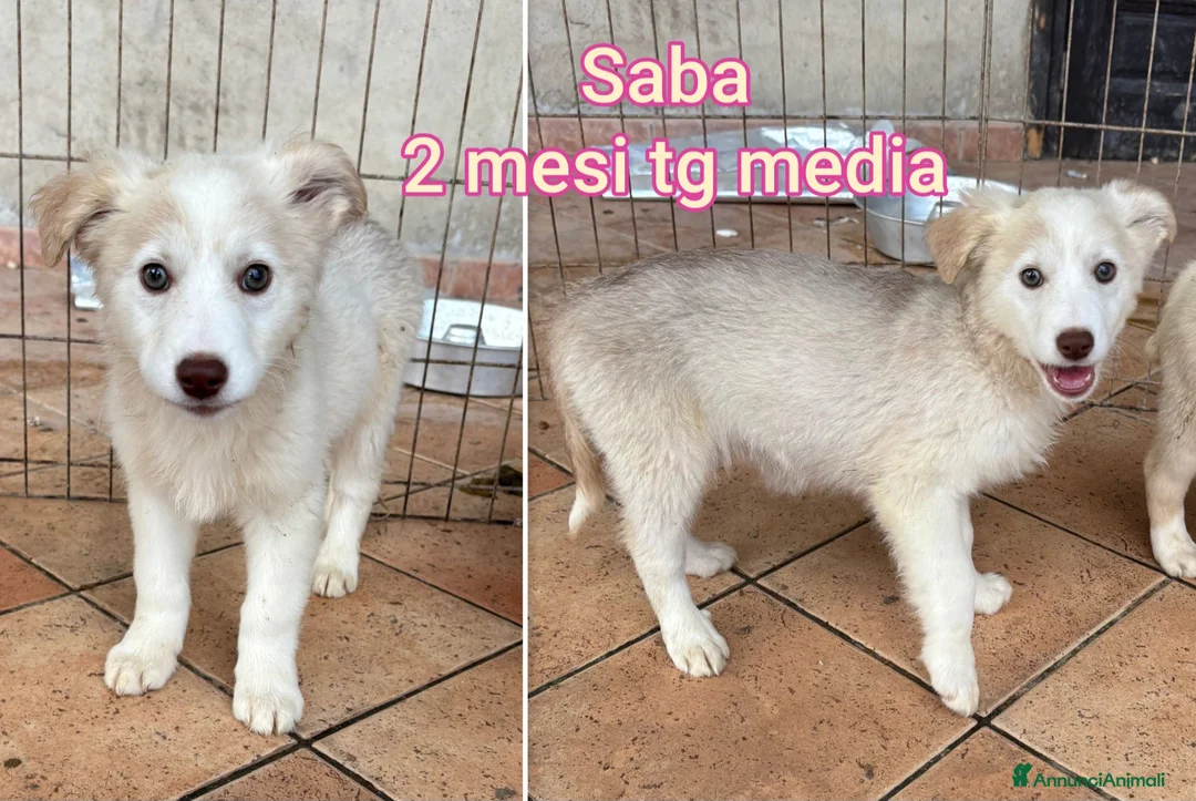 Meticcio cani in regalo: TROPPI CUCCIOLI ABBANDONATI  - Annuncio 8