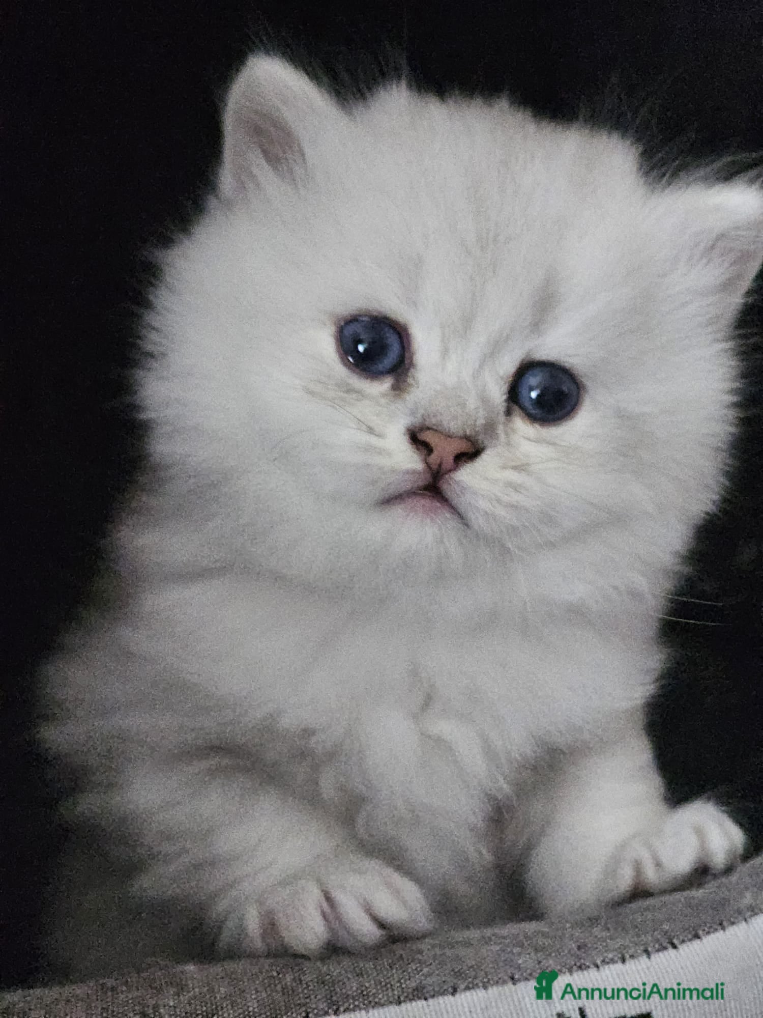 British gatti British longhair - Annuncio 2