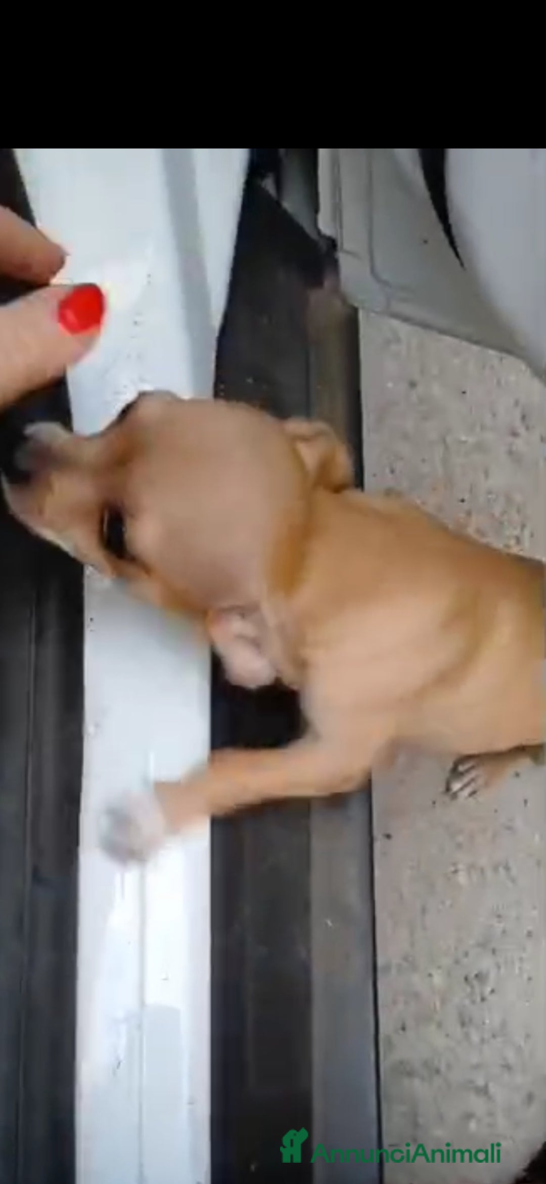 Chihuahua cani in vendita: Cuccioli chihuahua - Annuncio 9