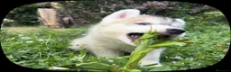 Husky cani in vendita: Cuccioli di meravigliosi husky cercano casa - Annuncio 12