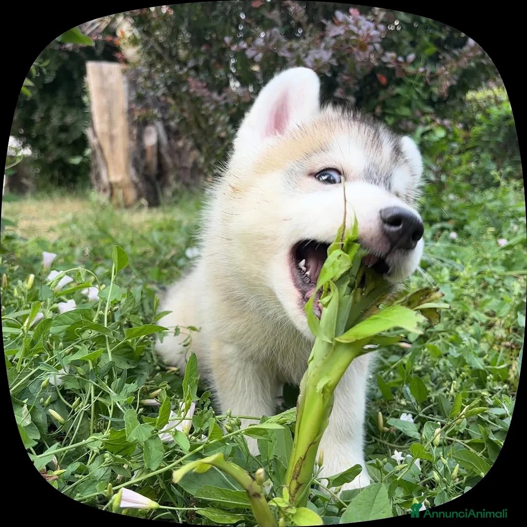 Husky cani in vendita: Cuccioli di meravigliosi husky cercano casa - Annuncio 12