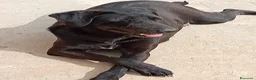 Meticcio cani in regalo: Lucy, una simil labrador in cerca di famiglia - Annuncio 4