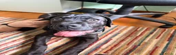 Cane Corso cani in vendita: Cane Corso Maschio 5 Mesi Tigrato Nero - Annuncio 5