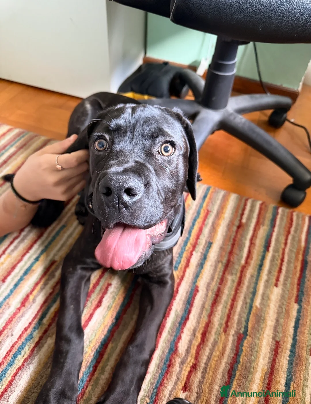Cane Corso cani in vendita: Cane Corso Maschio 5 Mesi Tigrato Nero - Annuncio 5