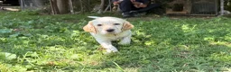 Setter Inglese cani in vendita: CUCCIOLI SETTER INGLESI - Annuncio 2