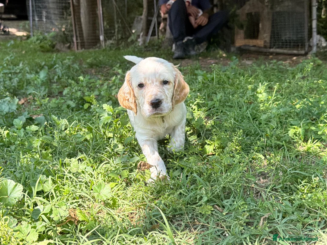 Setter Inglese cani in vendita: CUCCIOLI SETTER INGLESI - Annuncio 2
