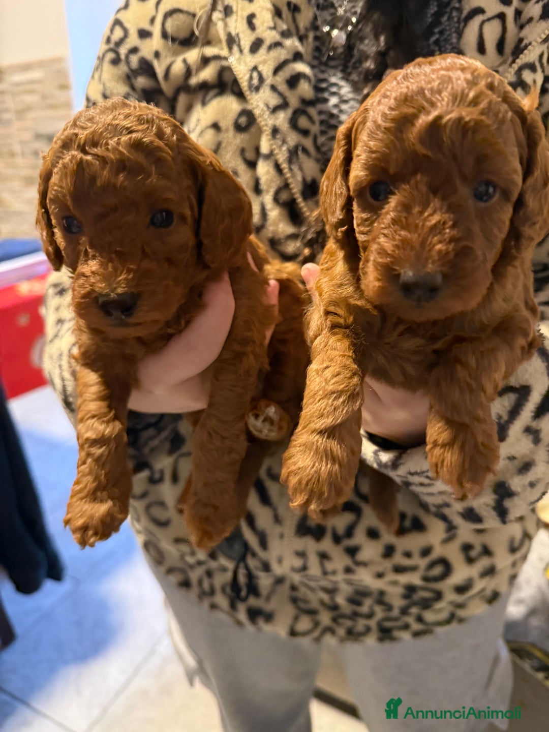 Barboncino cani in vendita: Barboncino  - Annuncio 8