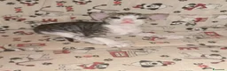 Sphynx gatti in vendita: Femminuccia sphynx donskoy  - Annuncio 3
