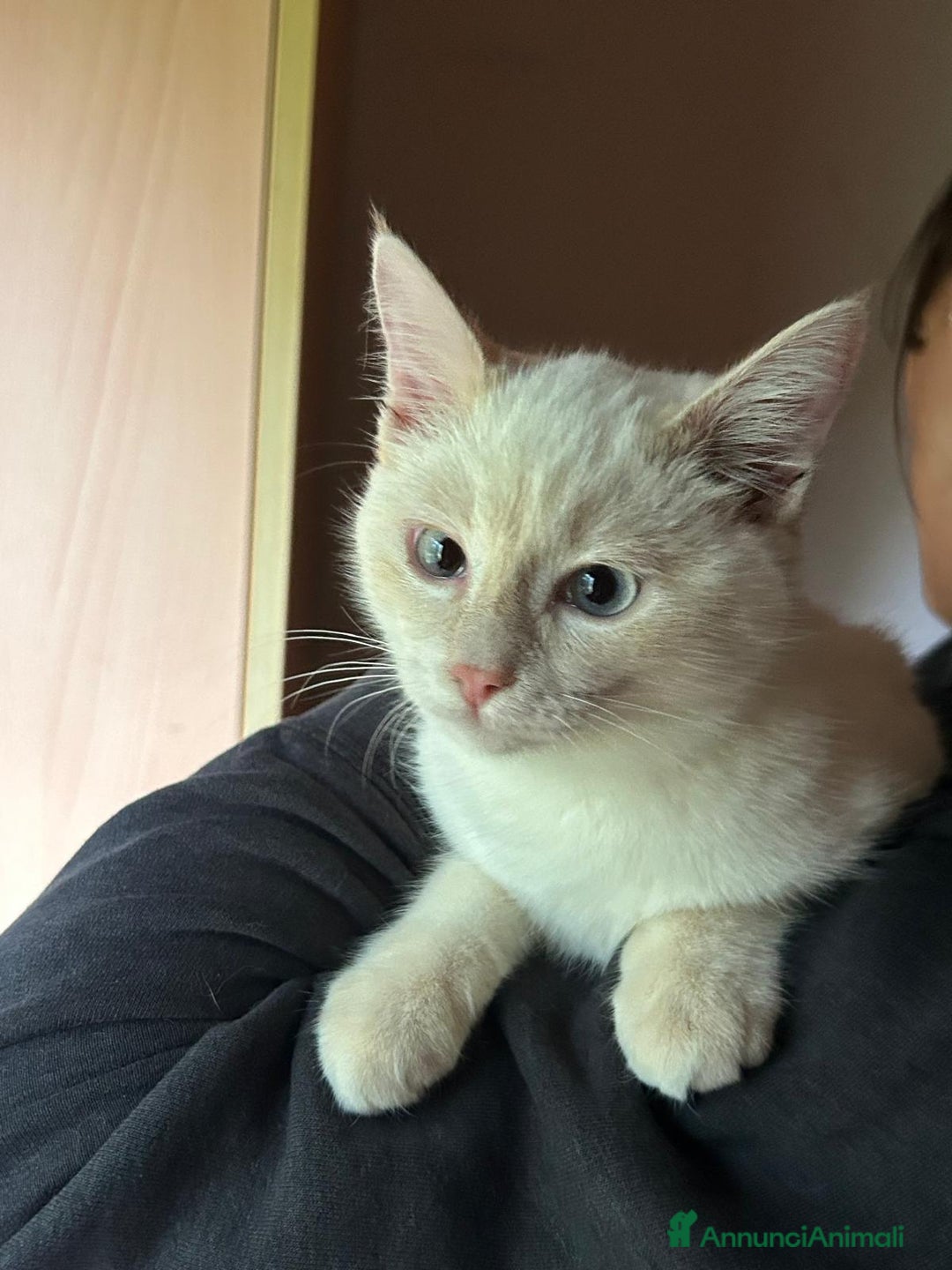 Europeo gatti in regalo: AURA CERCA CASA ❤️ - Annuncio 5