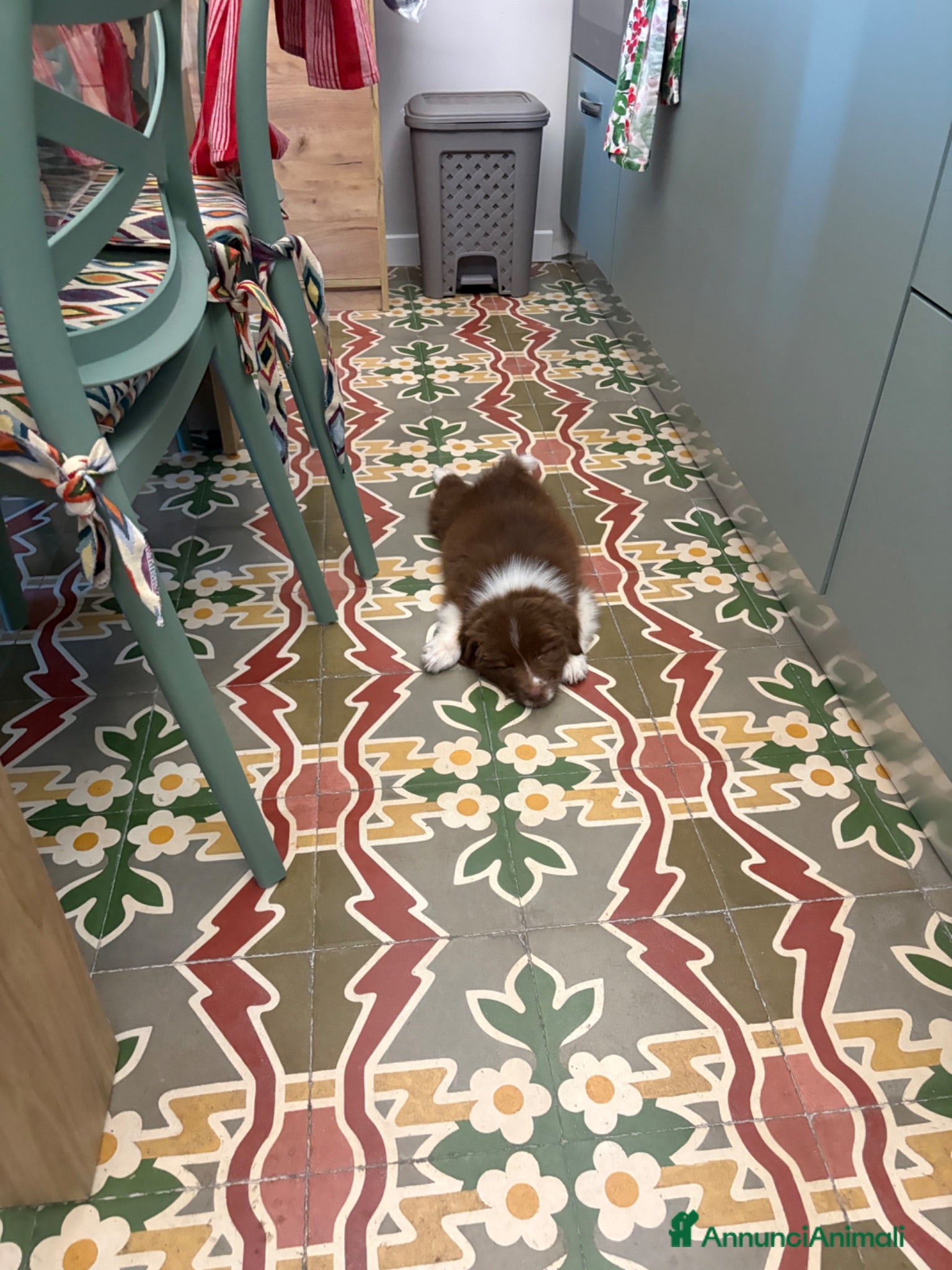 Australian Shepherd cani AUSTRALIAN SHEPHERD - Annuncio 22