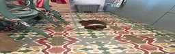 Australian Shepherd cani in vendita: AUSTRALIAN SHEPHERD a Libero consorzio comunale di Trapani - Annuncio 1