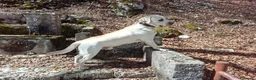 Labrador cani per accoppiamento: Labrador maschio per accoppiamento - Annuncio 13