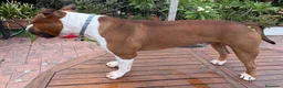 American Staffordshire cani per accoppiamento: Disponibile Monta Amstaf a Città metropolitana di Palermo - Annuncio 6