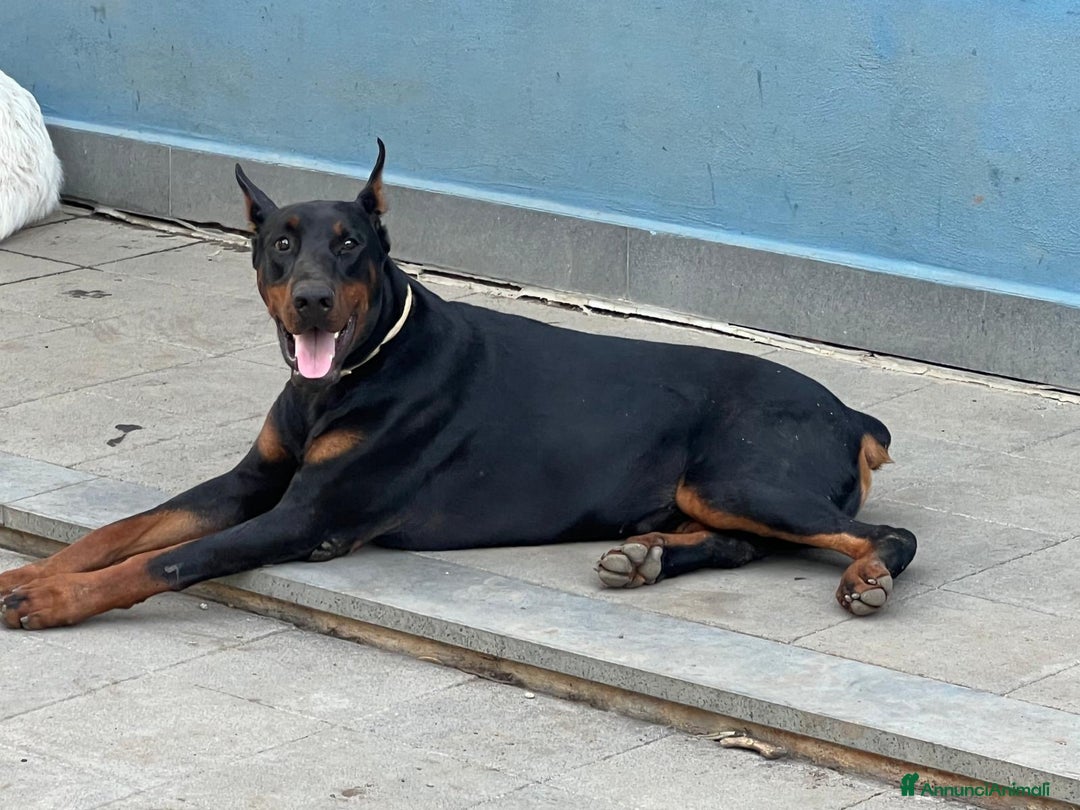 Dobermann cani in vendita: cucciolo doberman in vendita messina - Annuncio 7