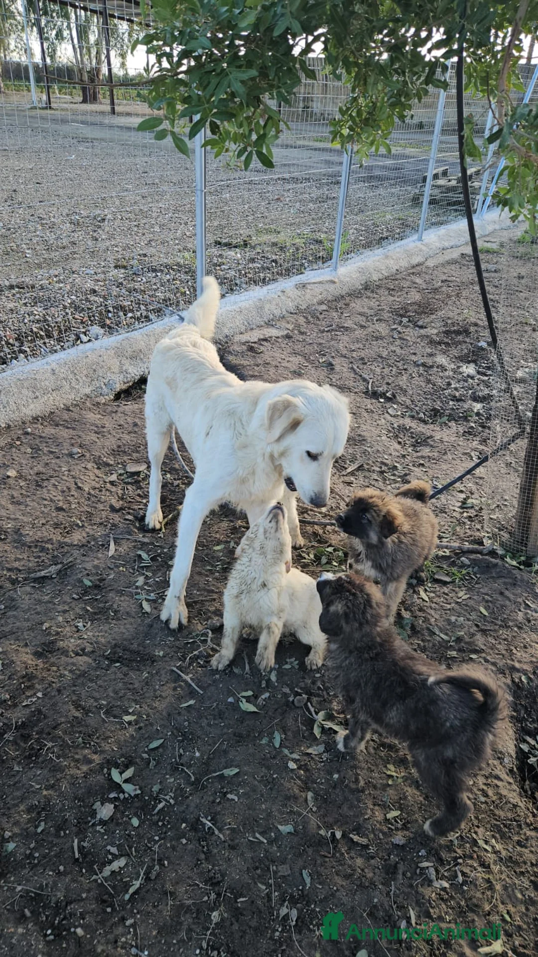 Meticcio cani in regalo: Snow: 4 mesi taglia grande  - Annuncio 14