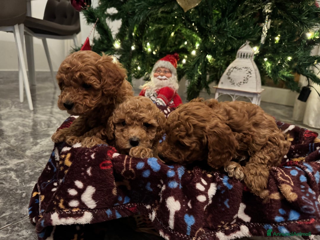 Barboncino cani in vendita: Vendita cuccioli barboncini nani - Annuncio 2