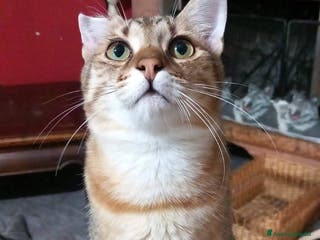 Europeo gatti STITCH, adorabile gattino in adozione ! - Annuncio 24