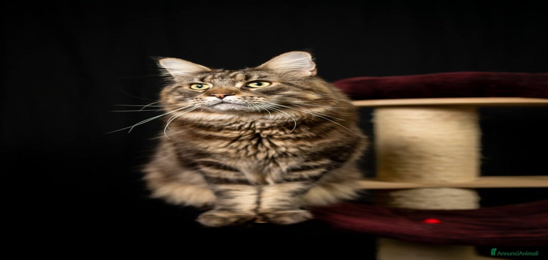 Immagine della galleria {{count}}