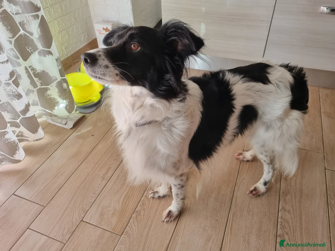 Meticcio cani in regalo: Offro cane di 7 anni in adozione  a Provincia del Verbano-Cusio-Ossola - Annuncio 2