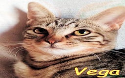 Europeo gatti in regalo: VEGA DOLCE GATTINA DI 4 MESI - Immagine 2