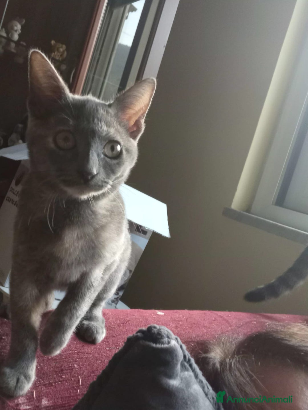 Meticcio gatti in regalo: LA DOLCISSIMA TEMPESTA - Annuncio 1