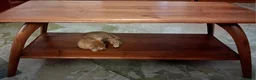 Meticcio gatti in regalo: Frida, rossina, 2 mesi e mezzo  - Annuncio 9