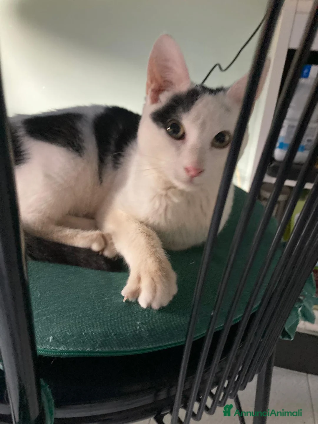 Meticcio gatti in regalo: TENERO SILVESTRO - Annuncio 5