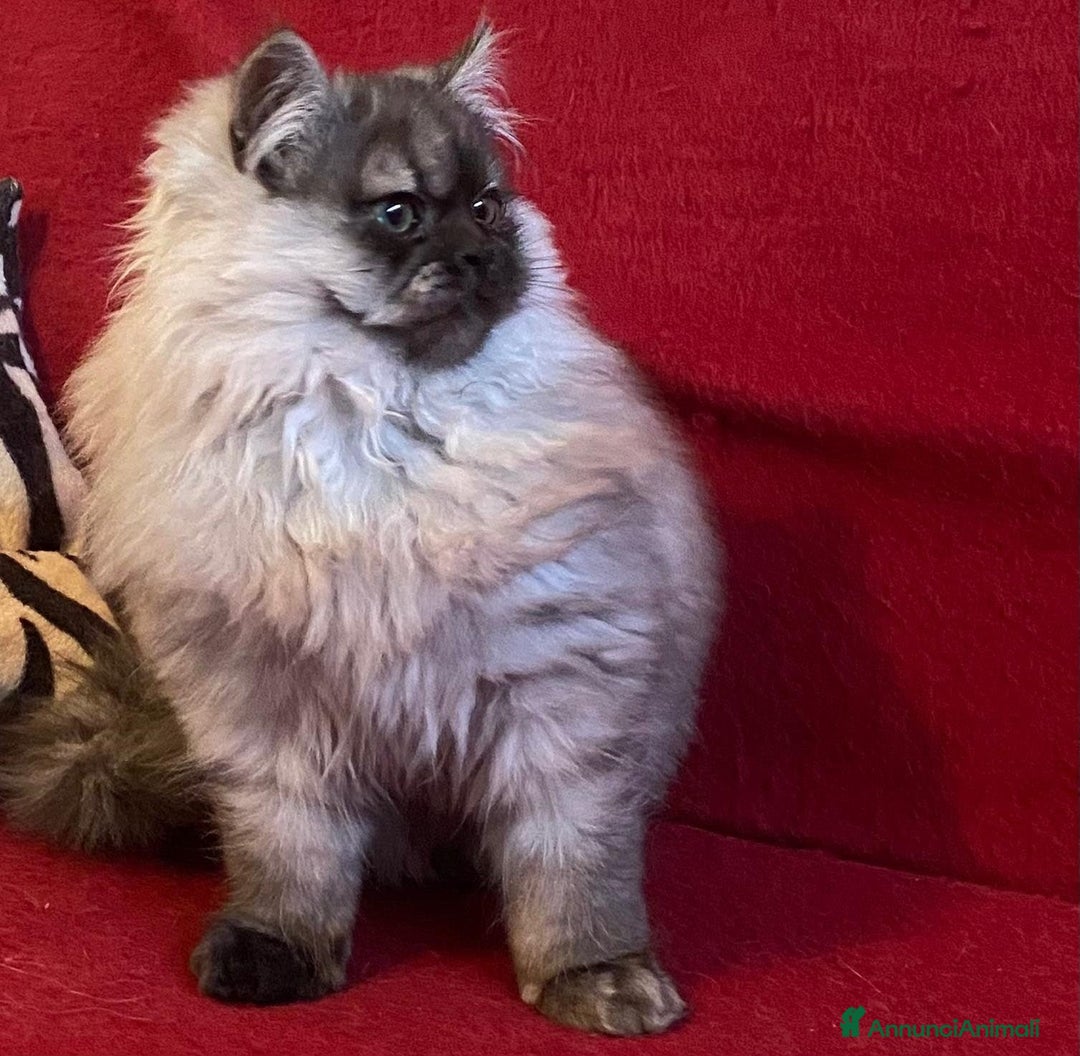 Persiano gatti in vendita: Cucciolo di persiani normotipo MASCHIO  - Annuncio 12