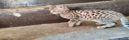Bengala gatti in vendita: Gatto del Bengala cuccioli  - Annuncio 8