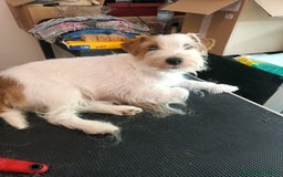 Jack Russell cani in vendita: Maschietti 4 mesi  a Provincia di Varese - Immagine 4