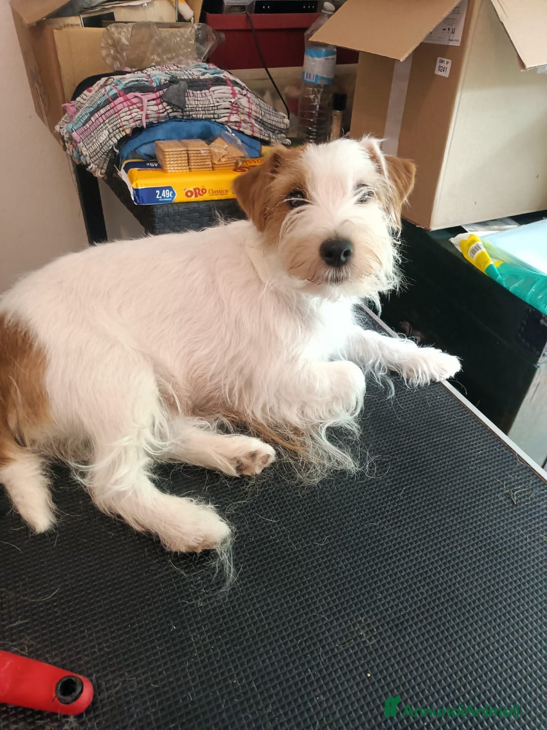 Jack Russell cani in vendita: Maschietti 4 mesi  a Provincia di Varese - Immagine 4