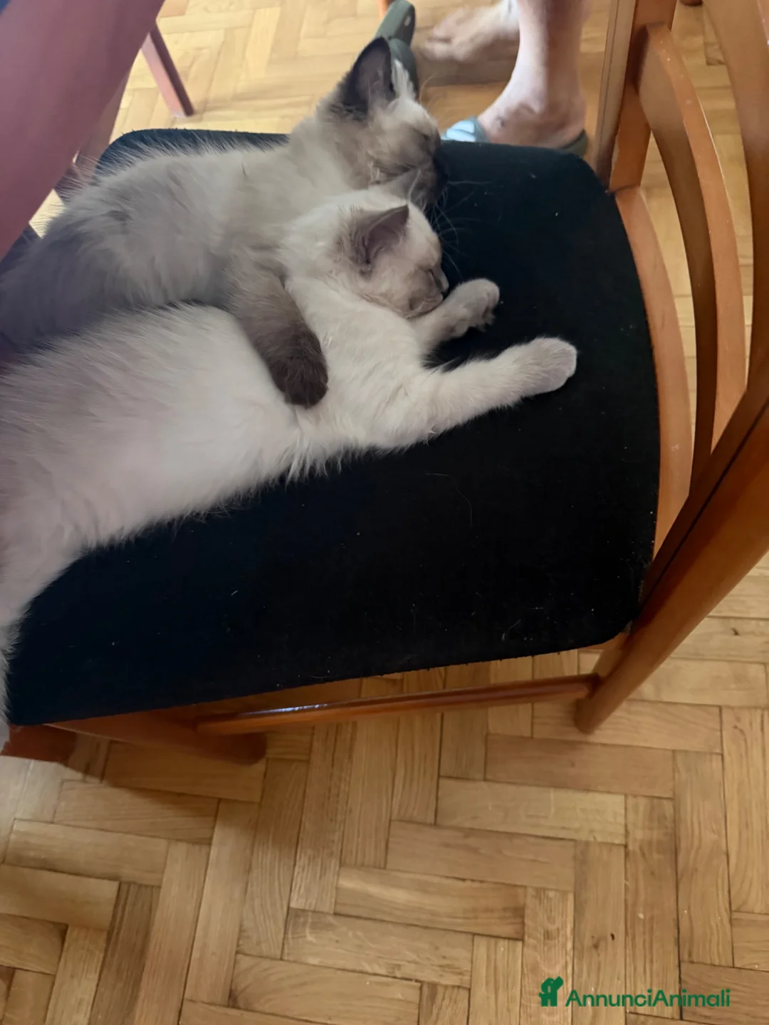 Sacro di Birmania gatti in vendita: Cuccioli incrocio Sacro di Birmania/Siamese a Città Metropolitana di Torino - Annuncio 2