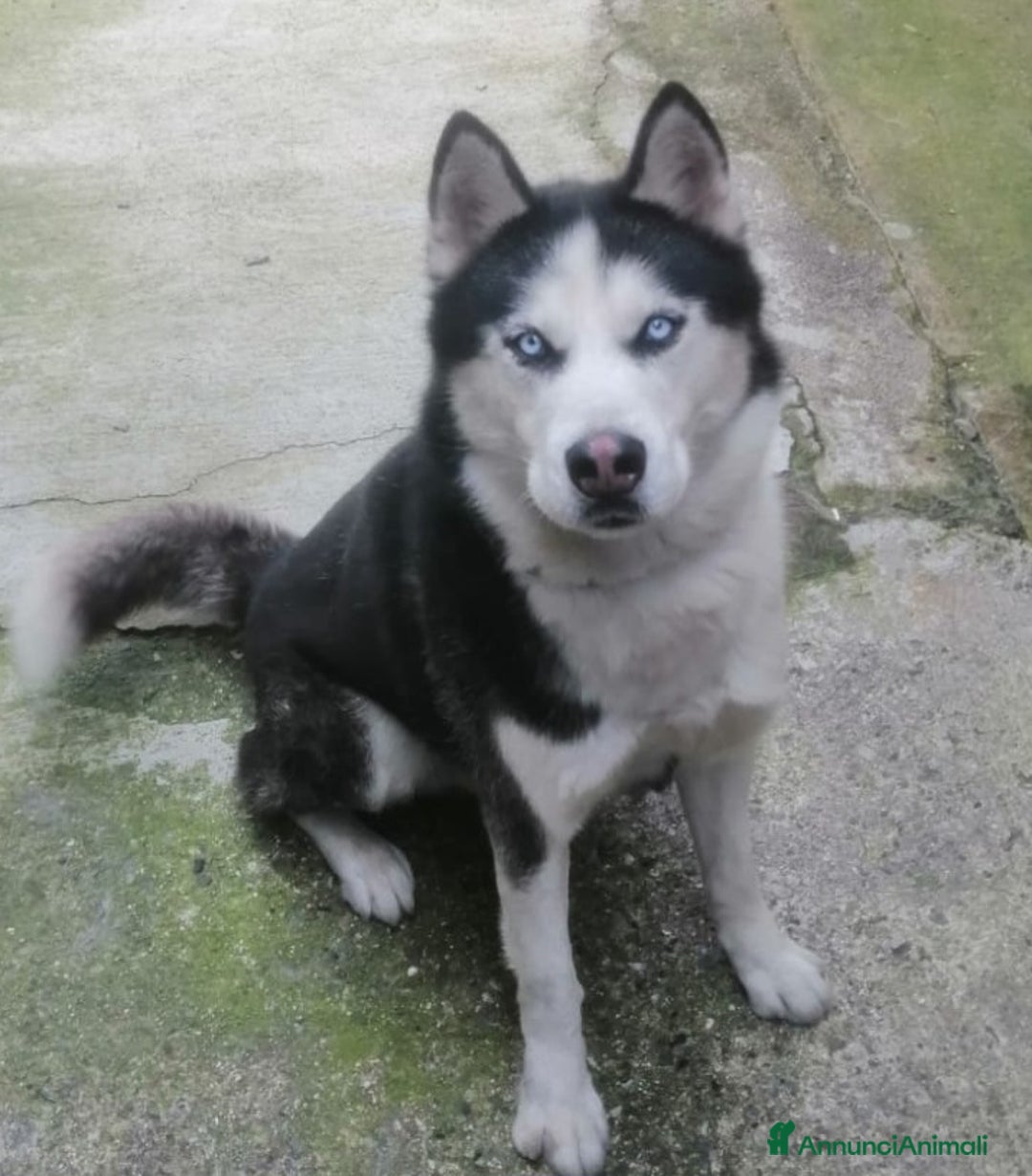 Komondor cani in regalo: ALASKA DOLCISSIMO HUSKY  - Annuncio 1