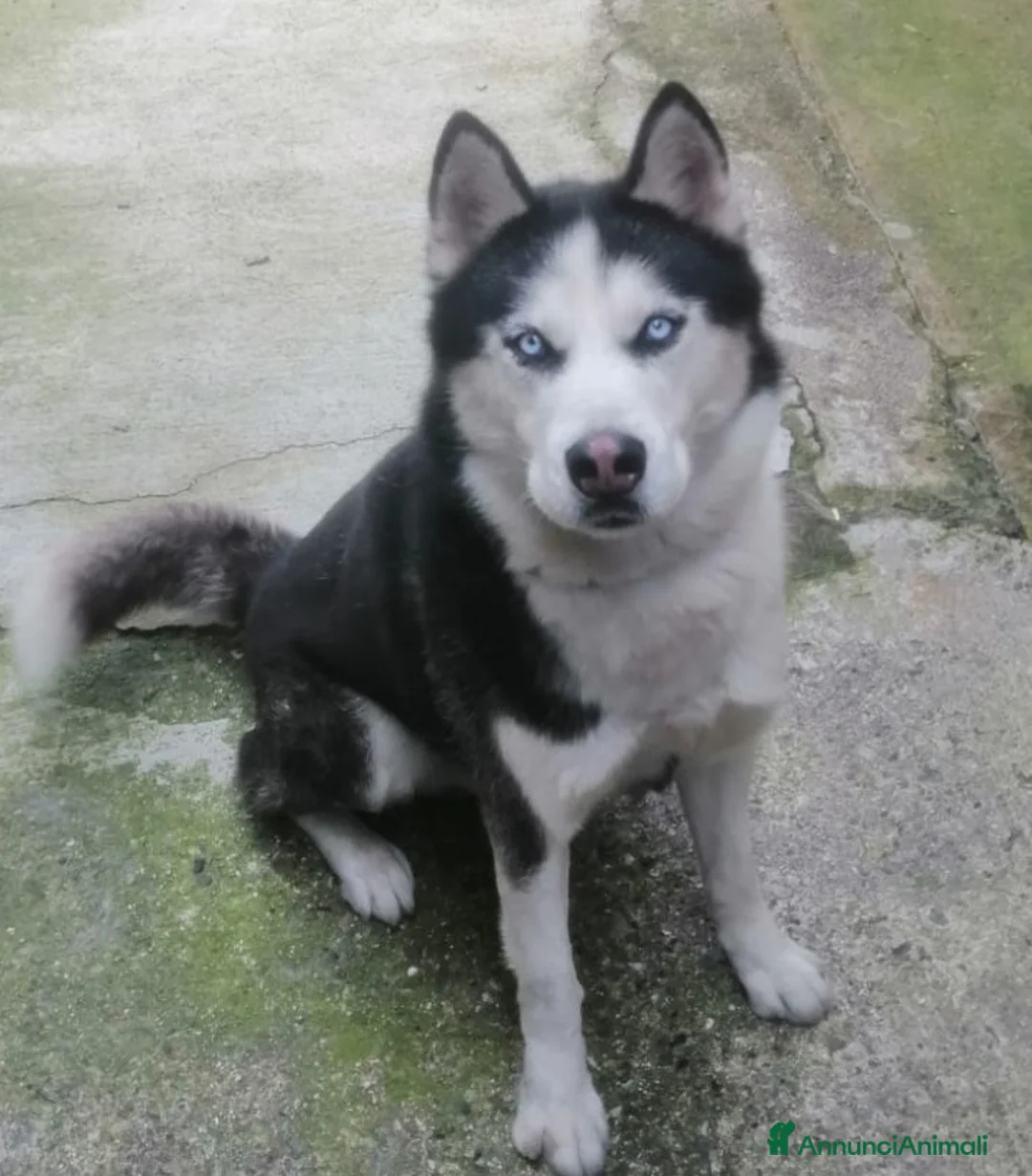 Komondor cani in regalo: ALASKA DOLCISSIMO HUSKY  - Annuncio 1