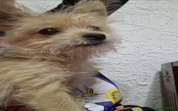 Volpino Italiano cani in regalo: Cane di taglia mini a Provincia di Imperia - Immagine 2