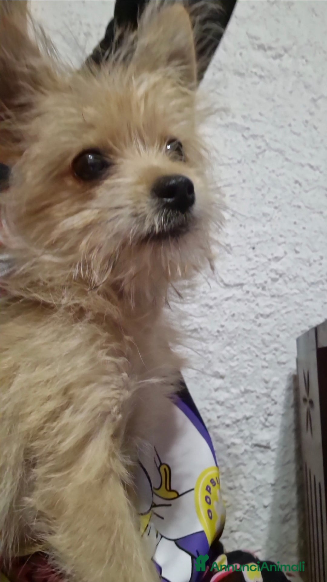 Volpino Italiano cani in regalo: Cane di taglia mini a Provincia di Imperia - Immagine 2