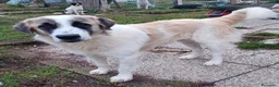 Meticcio cani in regalo: LUCA quanta solitudine! tg grande a Provincia di Macerata - Annuncio 1