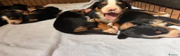 Grande Bovaro Svizzero cani in vendita: Grandi cuccioli di cane svizzero - Annuncio 5