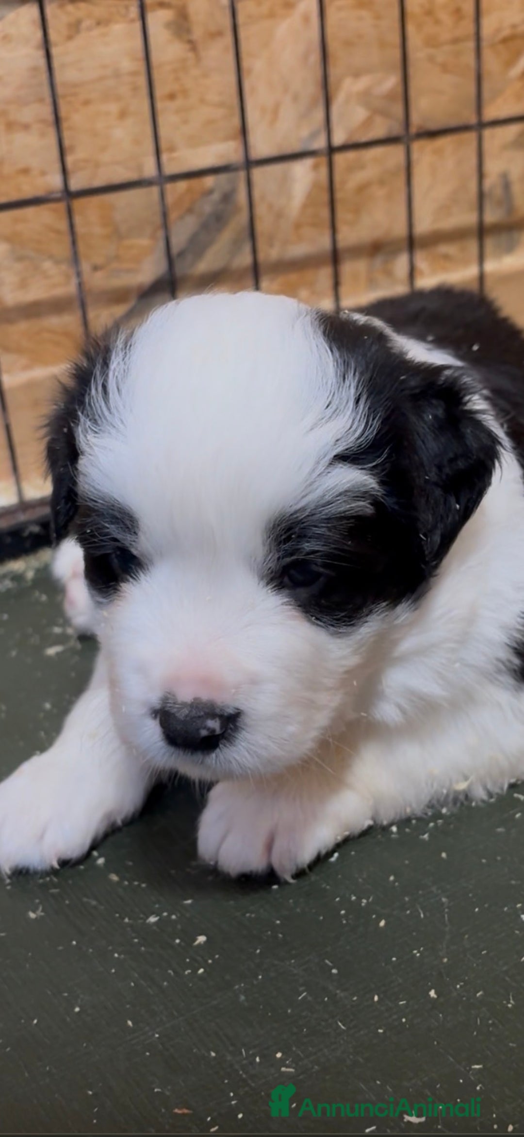 Border Collie cani in vendita: Border collie allevamento BELVERDE  - Annuncio 1