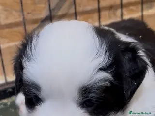 Border Collie cani Border collie allevamento BELVERDE - Annuncio 38